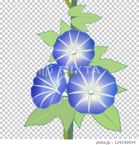 牽牛花例證 129198034