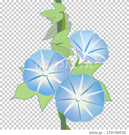 朝顔のイラスト 朝顔のイラスト 129198038