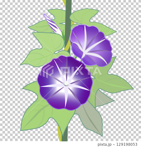 Morning glory illustration Morning glory illustration 129198053