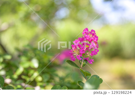 サルスベリ ピンク お花 植物 夏 秋 サルスベリ ピンク お花 植物 夏 秋 129198224