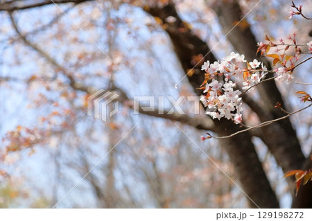 爽やか ヤマザクラの花 爽やか ヤマザクラの花 129198272