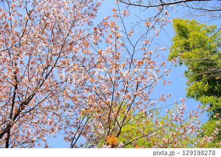 爽やか　ヤマザクラの花 129198278
