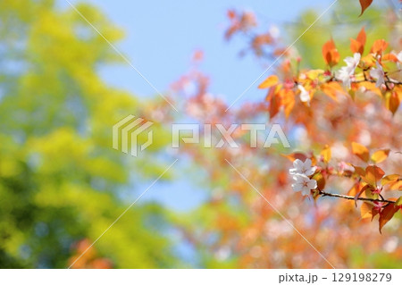 爽やか　ヤマザクラの花 129198279