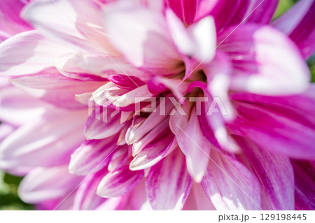 ピンク色のダリアの花が咲いています 129198445