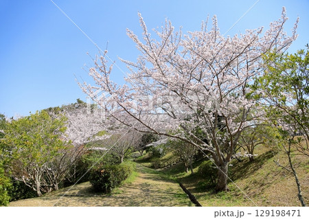 満開 ソメイヨシノの花 満開 ソメイヨシノの花 129198471