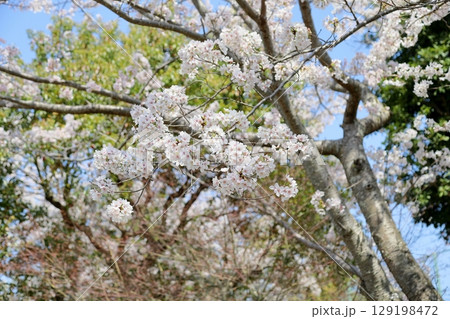 満開 ソメイヨシノの花 満開 ソメイヨシノの花 129198472