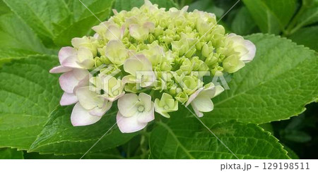 咲き始めた薄紫色のあじさい 咲き始めた薄紫色のあじさい 129198511