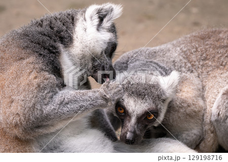 Ring-tailed lemurs or Lemur catta engaging in social grooming. Ring-tailed lemurs or Lemur catta engaging in social grooming. 129198716