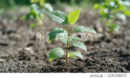 Young plant represents crucial investment in green future via tree planting 129199073