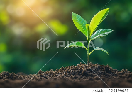 Young Green Plant Growing in Soil with Sunlight 129199081