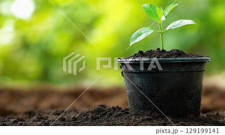 Young plant thriving pot receives care before transplanting ensuring 129199141