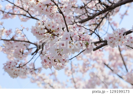 満開 ソメイヨシノの花 満開 ソメイヨシノの花 129199173