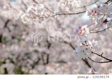 満開　ソメイヨシノの花 129199174