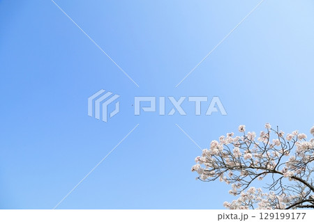 満開　ソメイヨシノの花 129199177