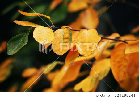 シデザクラの紅葉 129199241