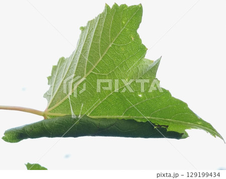 ブドウの葉を巻いて糸で作った虫の住みか（20250723051002） 129199434