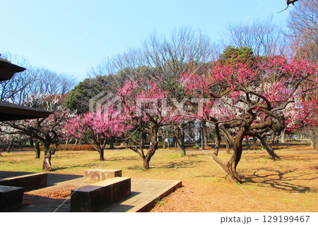 砧公園の梅 砧公園の梅 129199467