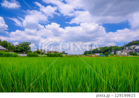 夏の青空と田んぼ 129199615
