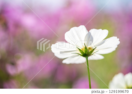 白いコスモス 白いコスモス 129199670