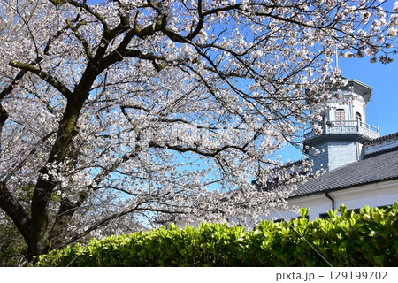 松本市 旧開智学校の塔屋と満開桜 松本市 旧開智学校の塔屋と満開桜 129199702