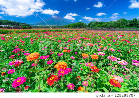 【富士山素材】山中湖村花の都公園から見た夏の富士山と百日草【山梨県】 129199707
