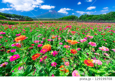 【富士山素材】山中湖村花の都公園から見た夏の富士山と百日草【山梨県】 129199708