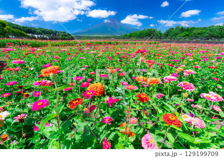 【富士山素材】山中湖村花の都公園から見た夏の富士山と百日草【山梨県】 129199709