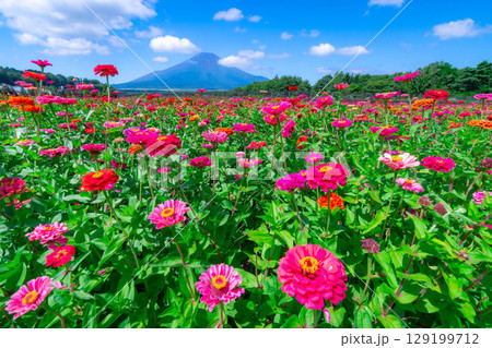 【富士山素材】山中湖村花の都公園から見た夏の富士山と百日草【山梨県】 129199712