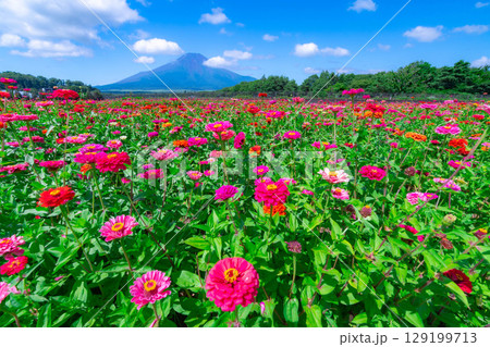 【富士山素材】山中湖村花の都公園から見た夏の富士山と百日草【山梨県】 129199713