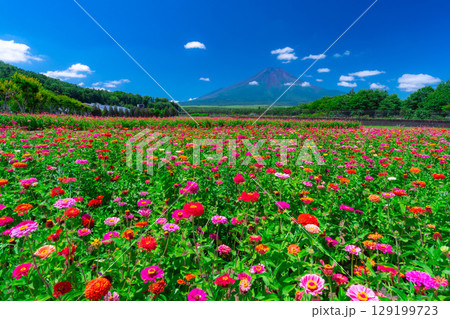 【富士山素材】山中湖村花の都公園から見た夏の富士山と百日草【山梨県】 129199723