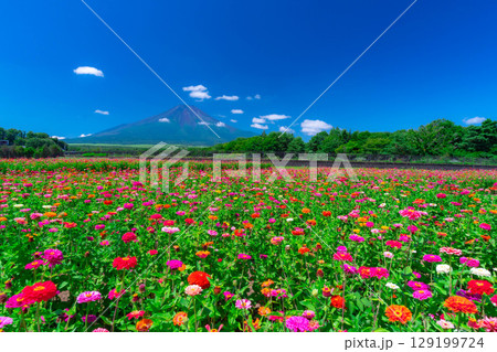 【富士山素材】山中湖村花の都公園から見た夏の富士山と百日草【山梨県】 129199724