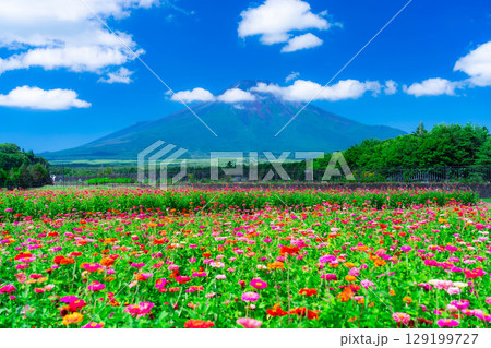【富士山素材】山中湖村花の都公園から見た夏の富士山と百日草【山梨県】 129199727