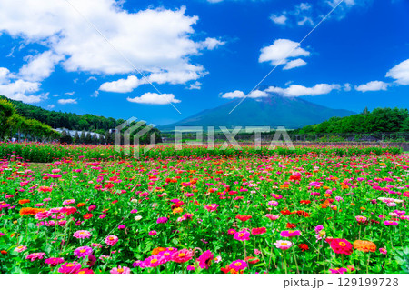 【富士山素材】山中湖村花の都公園から見た夏の富士山と百日草【山梨県】 【富士山素材】山中湖村花の都公園から見た夏の富士山と百日草【山梨県】 129199728