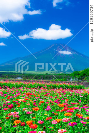 【富士山素材】山中湖村花の都公園から見た夏の富士山と百日草【山梨県】 129199734