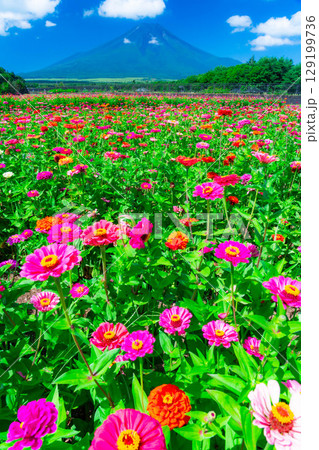 【富士山素材】山中湖村花の都公園から見た夏の富士山と百日草【山梨県】 129199736