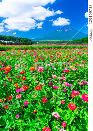 【富士山素材】山中湖村花の都公園から見た夏の富士山と百日草【山梨県】 129199738