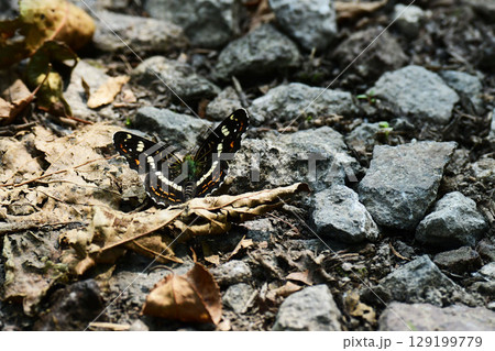 地面に止まるアカマダラ 129199779