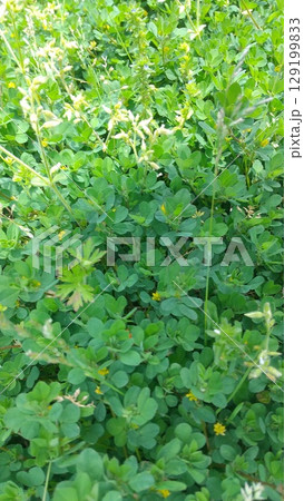 コメツブツメクサの茂る草原のクローズアップ写真 コメツブツメクサの茂る草原のクローズアップ写真 129199833