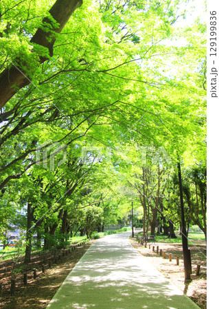 砧公園の新緑 129199836