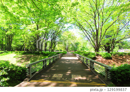 砧公園の新緑 129199837