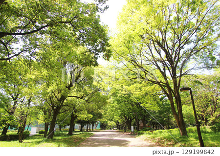 砧公園の新緑 砧公園の新緑 129199842