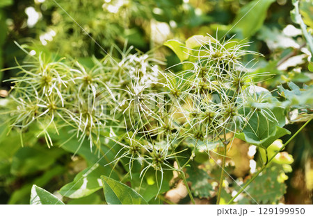 White flowers of clematis vitalba 129199950