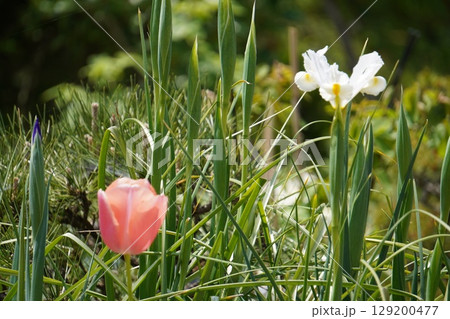 春の風景 129200477