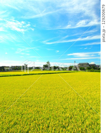 真夏の豊作の田んぼ風景 真夏の豊作の田んぼ風景 129200679