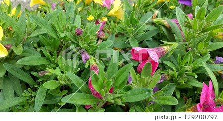 カラフルなペチュニアの花 129200797