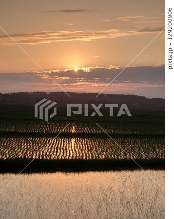 田んぼと夕日 129200906