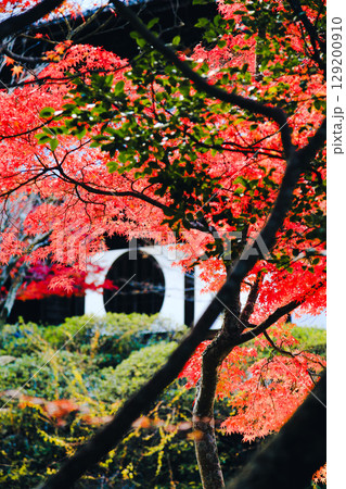 宝福寺の紅葉|縦構図 宝福寺の紅葉|縦構図 129200910