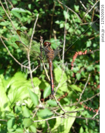 公園で見つけた、小枝にとまるアキアカネ 129200916