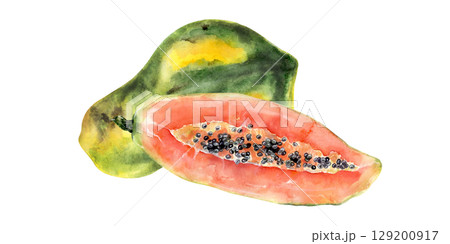 Watercolor papaya with one whole and one long half fruit Watercolor papaya with one whole and one long half fruit 129200917