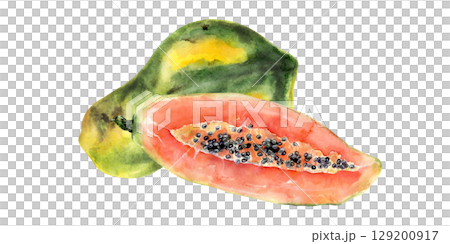 Watercolor papaya with one whole and one long half fruit Watercolor papaya with one whole and one long half fruit 129200917